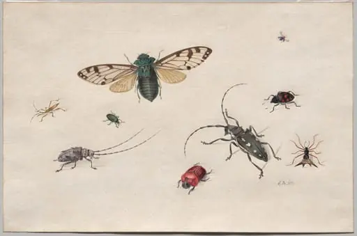Studies of Insects