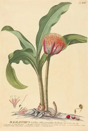 Haemanthus, by Johannes Jacob Haid