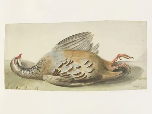 Study of a dead French partridge, by John Constable