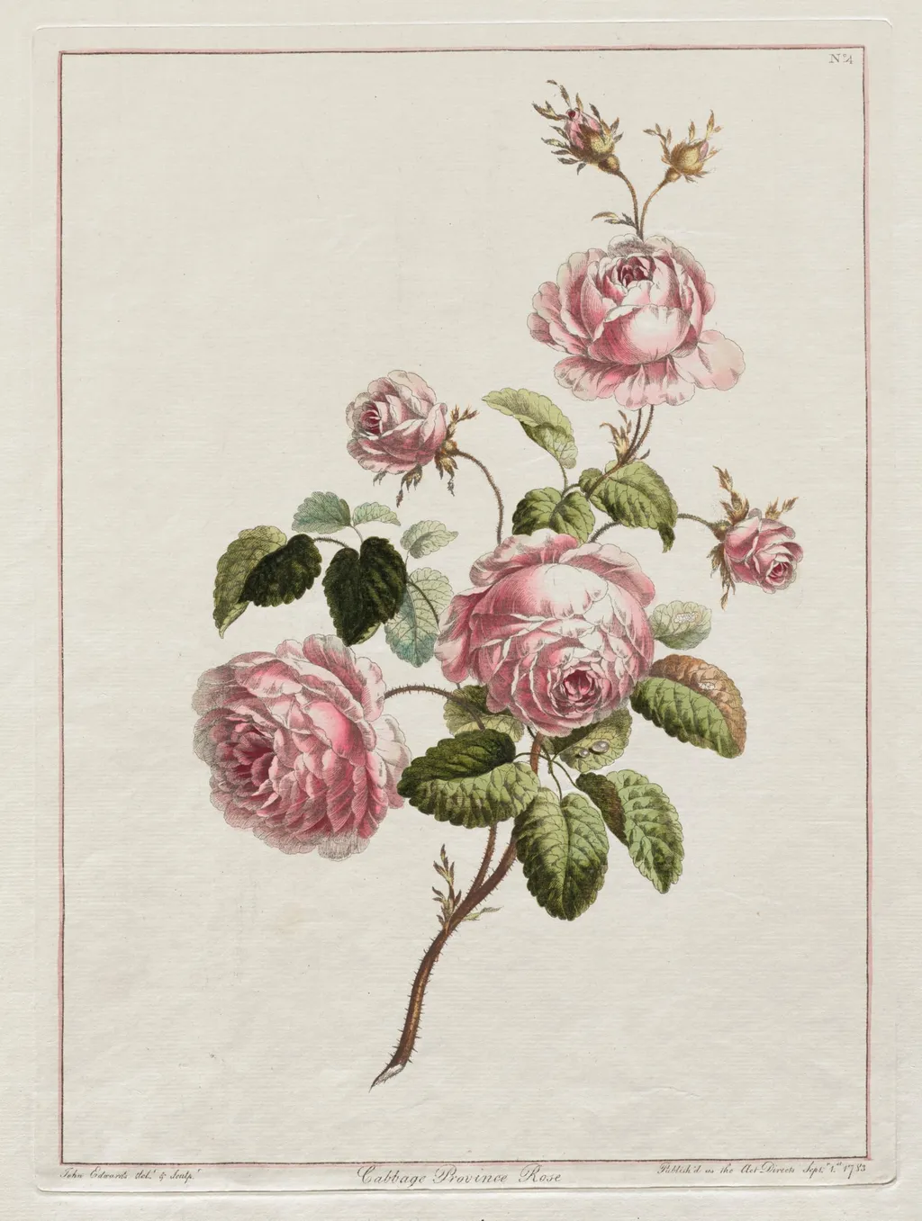 A Collection of Flowers Drawn after Nature - Cabbage Province Rose, by John Edwards, 1801