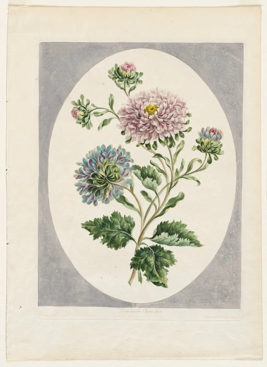 A Collection of Flowers Drawn from Nature: Large Double China Aster, by John Edwards, 1798
