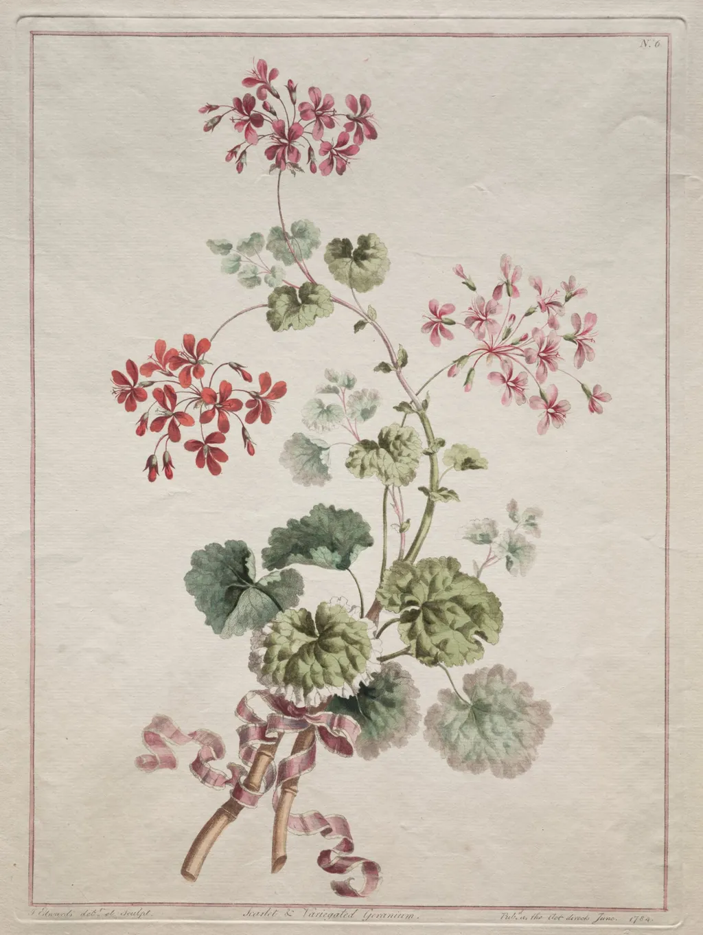 A Collection of Flowers Drawn from Nature: No. 6 - Scarlet and Variegated Geranium, by John Edwards, 1801