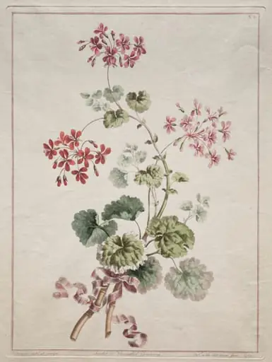A Collection of Flowers Drawn from Nature:  No. 6 - Scarlet and Variegated Geranium, by John Edwards