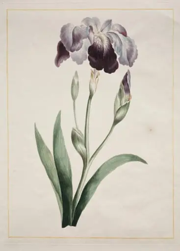 Japanese Iris (Large Blue Iris), by John Edwards