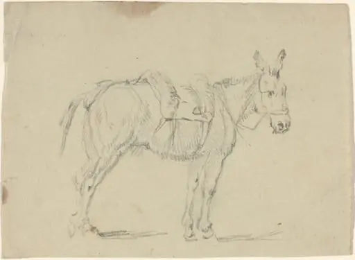 Donkey Stretching a Hind Leg