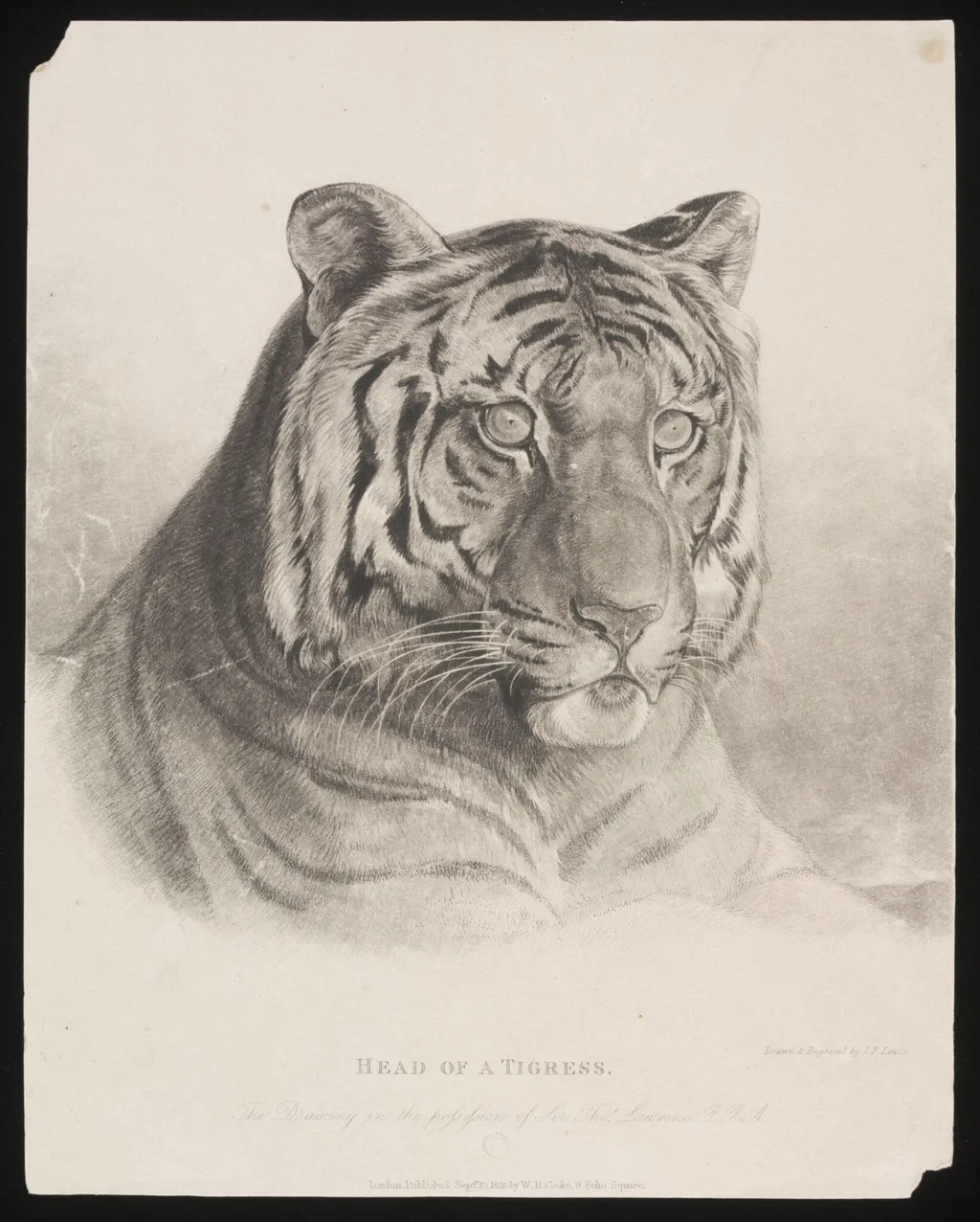 Head of a Tigress., by John Frederick Lewis, 10