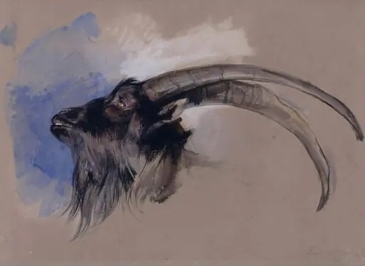 Head of an Ibex, by John Frederick Lewis