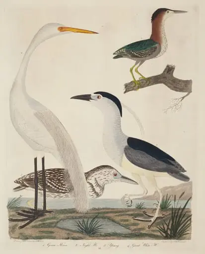 Green Heron, Night Heron, Young Heron, and Great White Heron, by John G. Warnicke
