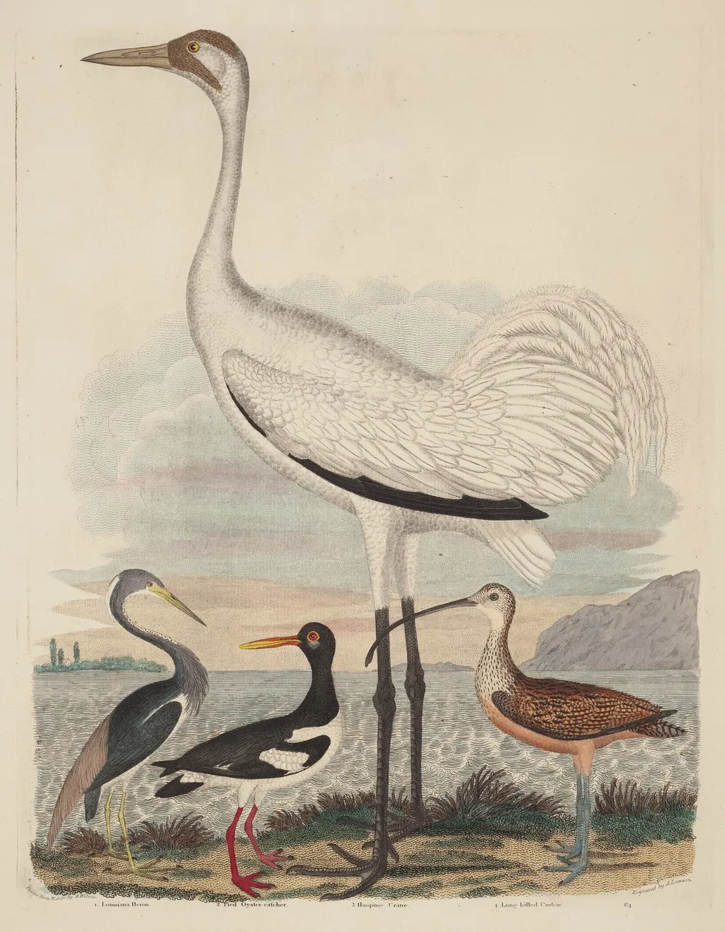 Louisiana Heron, Pied Oyster-catcher, Hooping Crane, and Long-billed Curlew, by John G. Warnicke, ink, 1811