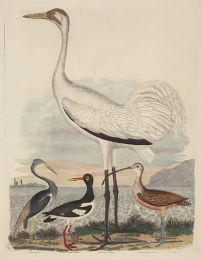 Louisiana Heron, Pied Oyster-catcher, Hooping Crane, and Long-billed Curlew, by John G. Warnicke