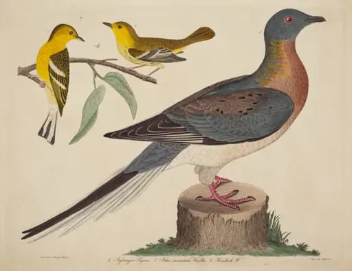 Passenger Pigeon, Blue-mountain Warbler, and Hemlock Warbler, by John G. Warnicke
