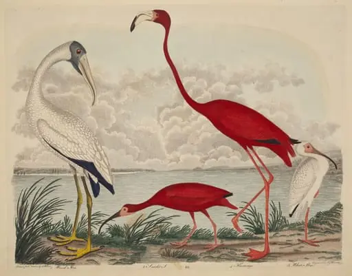 Wood Ibis, Scarlet Ibis, Flamingo, and White Ibis, by John G. Warnicke