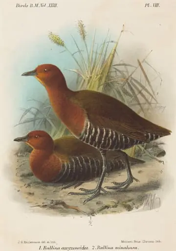Birds of Philippines, by John Gerrard Keulemans