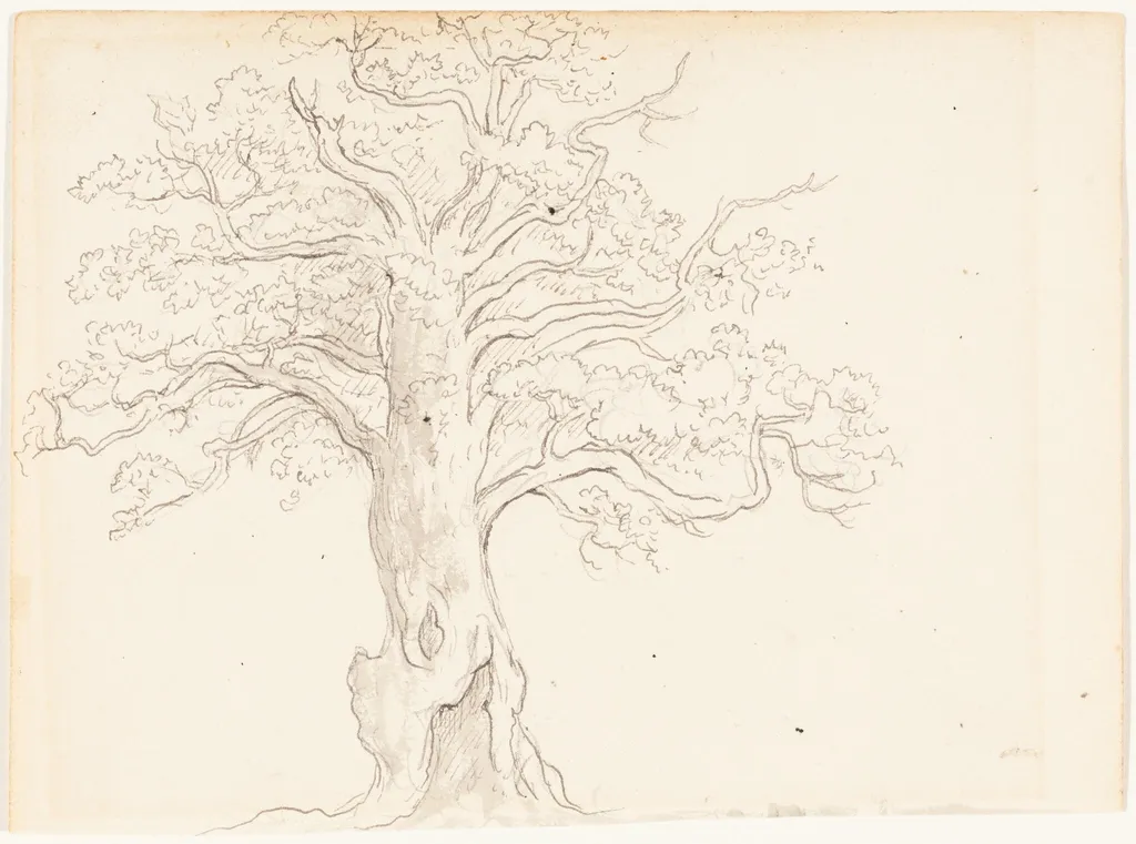 An Oak Tree, by John Glover, ink, 1795