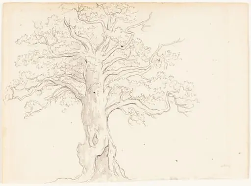 An Oak Tree, by John Glover