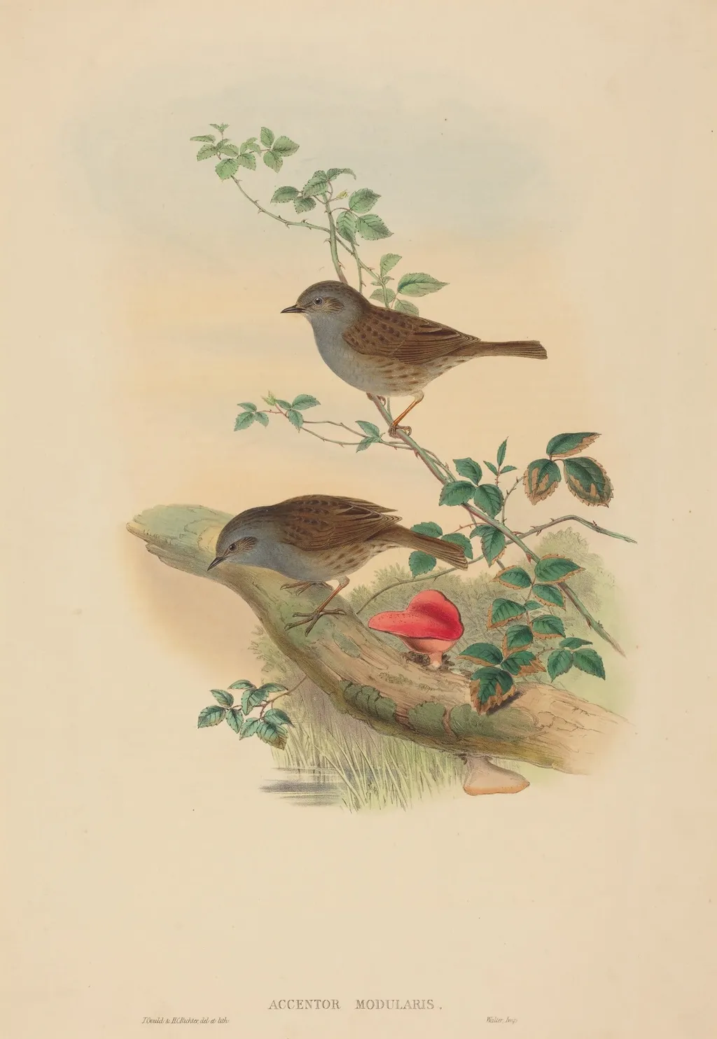 Accentor modularis (Dunnock), by John Gould, ink, 1842