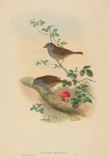 Accentor modularis (Dunnock), by John Gould
