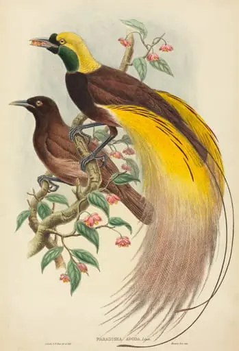 Bird of Paradise (Paradisea apoda), by John Gould