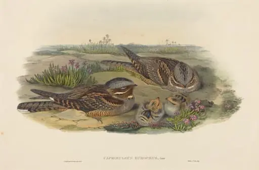 Caprimulgus europaeus (Nightjar), by John Gould