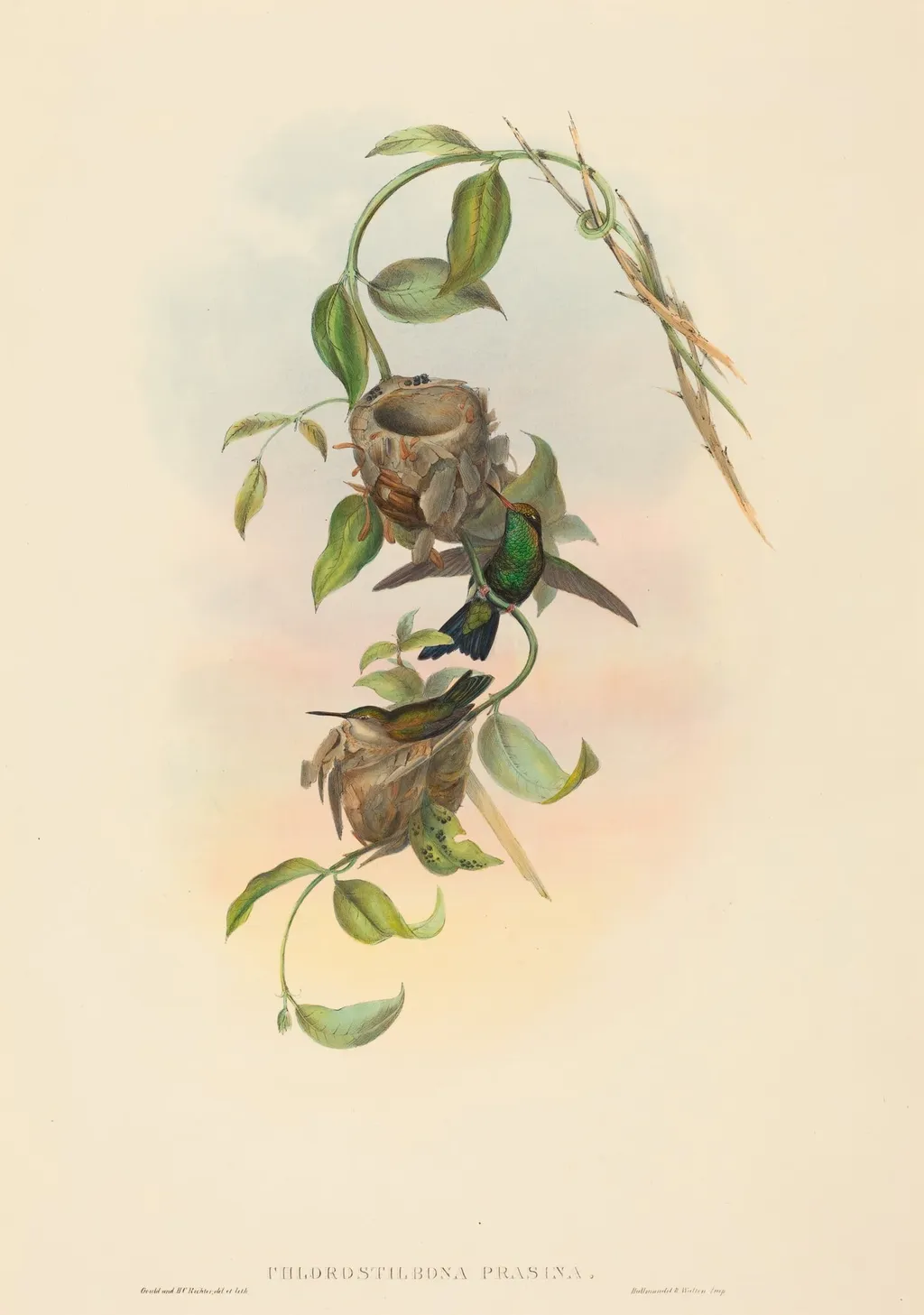 Chlorostilbona prasina (Puncheran's Emerald), by John Gould, ink, 1842