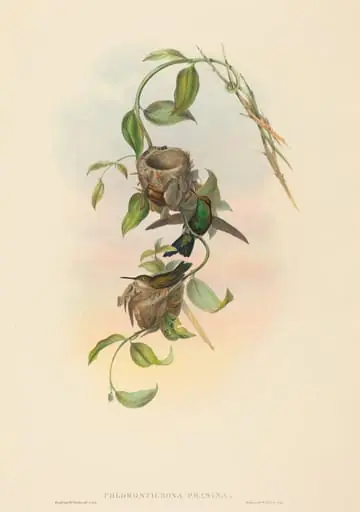 Chlorostilbona prasina (Puncheran's Emerald), by John Gould