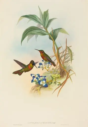 Clytolaema aurescens (Banded Ruby or Gould's Ruby), by John Gould