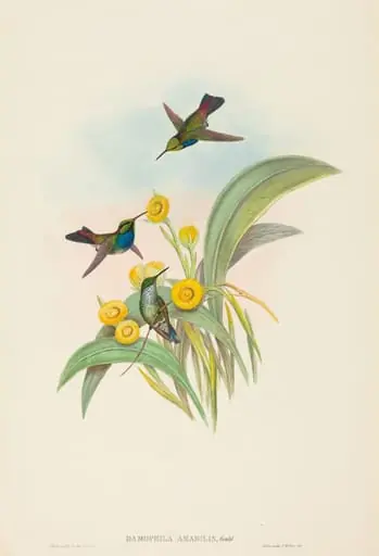 Damophila amabilis (Blue-breasted Hummingbird), by John Gould