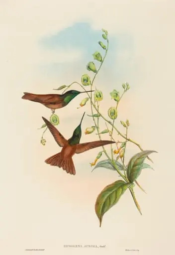 Diphogena aurora (Gould's Rainbow), by John Gould