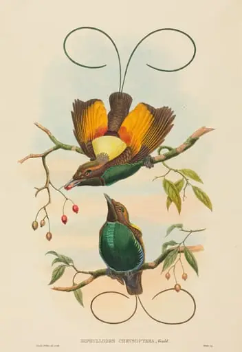 Diphyllodes chrysoptera (Magnificent Bird of Paradise), by John Gould