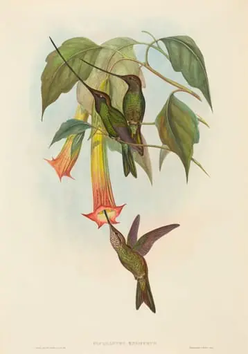 Docimastes ensiferus (Sword-billed Hummingbird), by John Gould