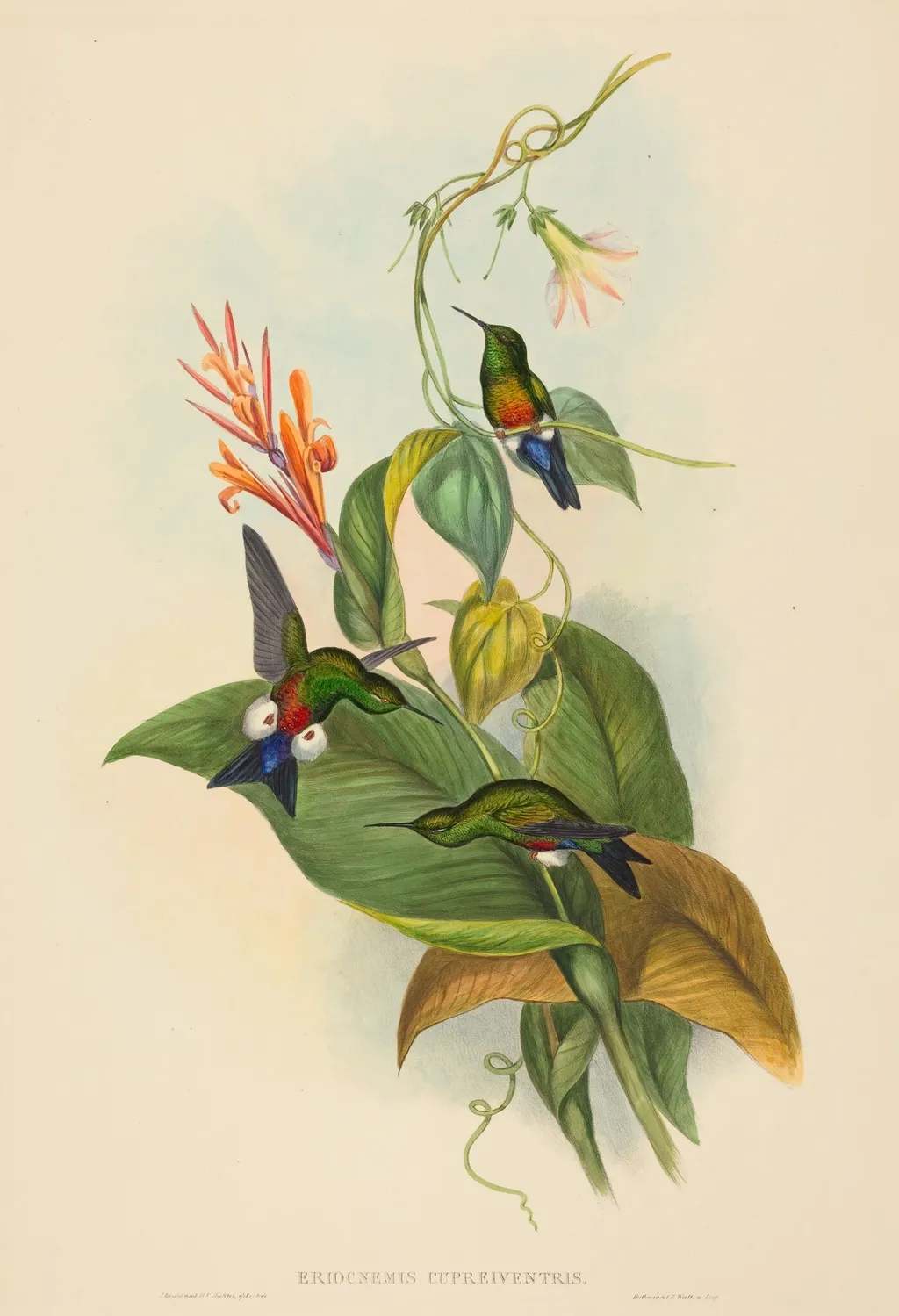 Eriocnemis cupreiventris (Coppery-vented Puff-Leg), by John Gould, ink, 1842