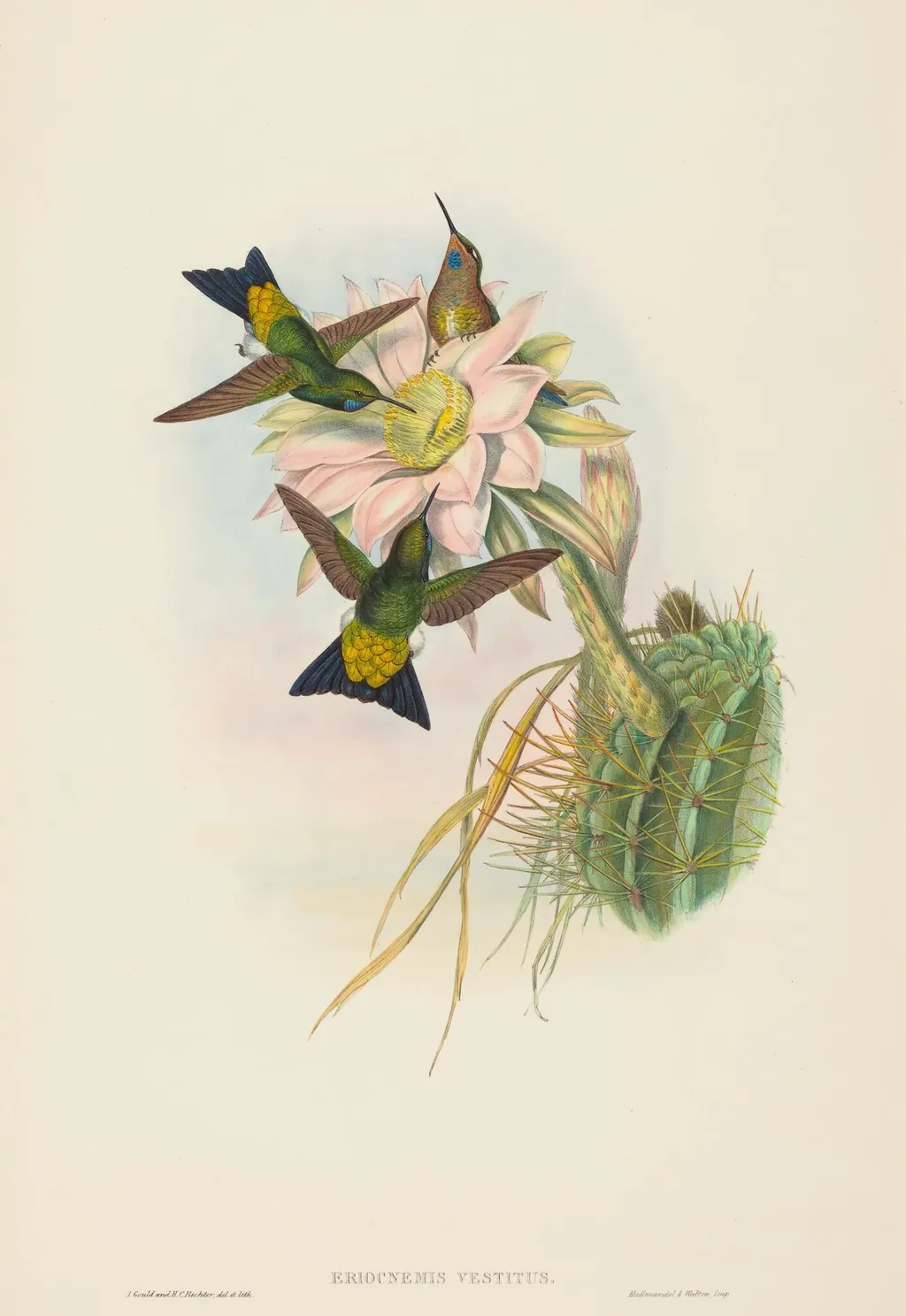 Eriocnemis vestitus (Glowing Puff-Leg), by John Gould, ink, 1842