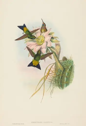Eriocnemis vestitus (Glowing Puff-Leg), by John Gould