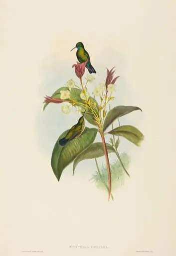 Eucephala caerulea (Blue-chinned Sapphire), by John Gould
