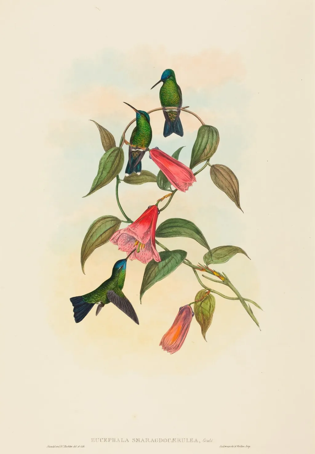 Eucephala smaragdocaerulea (Gould's Wood Nymph), by John Gould, ink, 1842