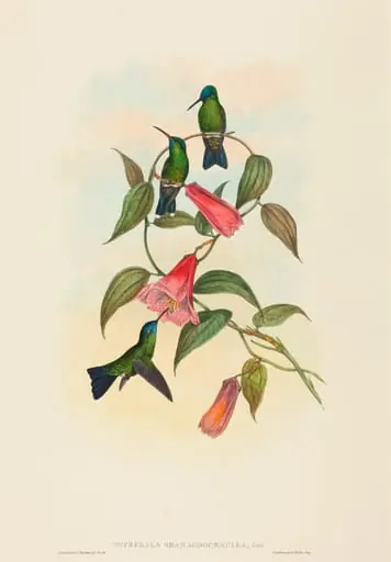 Eucephala smaragdocaerulea (Gould's Wood Nymph), by John Gould