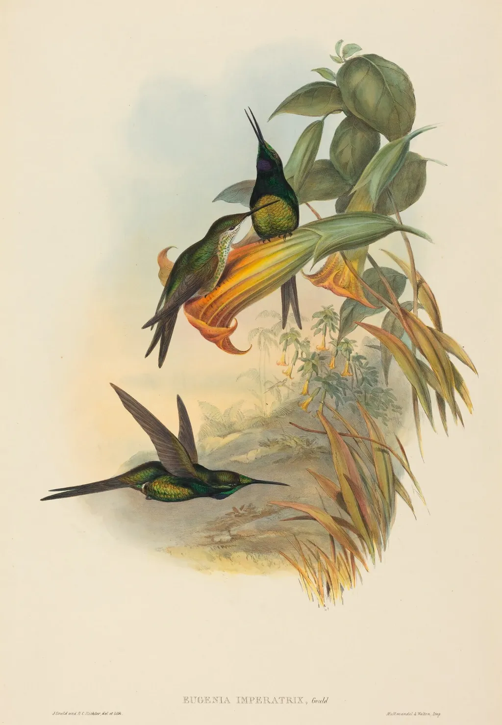 Eugenia imperatrix (Empress Hummingbird), by John Gould, ink, 1842