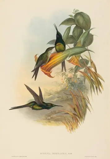 Eugenia imperatrix (Empress Hummingbird), by John Gould