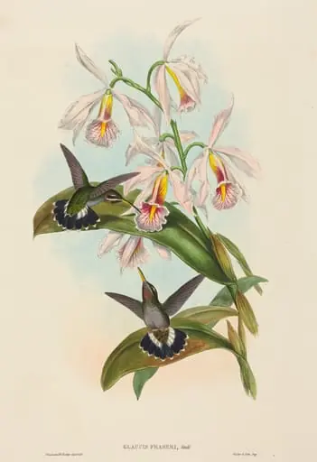 Glaucis fraseri (Fraser's Barbed-throat), by John Gould