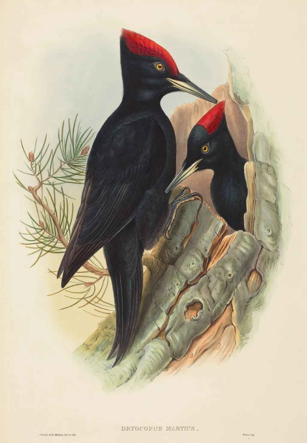 Great Black Woodpecker (Dryocopus martius), by John Gould, ink, 1842