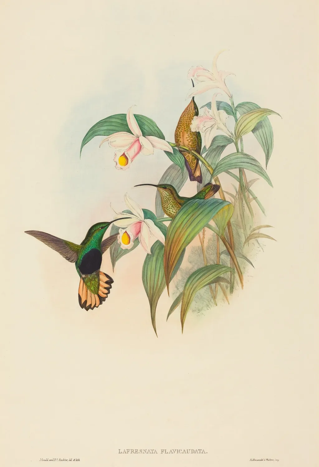 Lafresnaya flavicaudata (Buff-tailed Velvet-breast), by John Gould, ink, 1842
