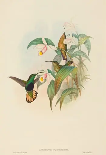 Lafresnaya flavicaudata (Buff-tailed Velvet-breast), by John Gould