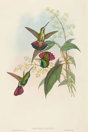Lampornis prevosti, by John Gould