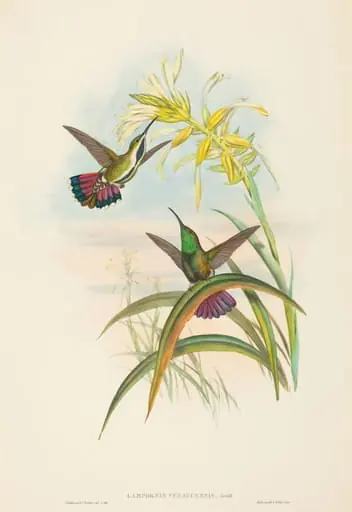 Lampornis veraguensis (Veraguan Mango), by John Gould