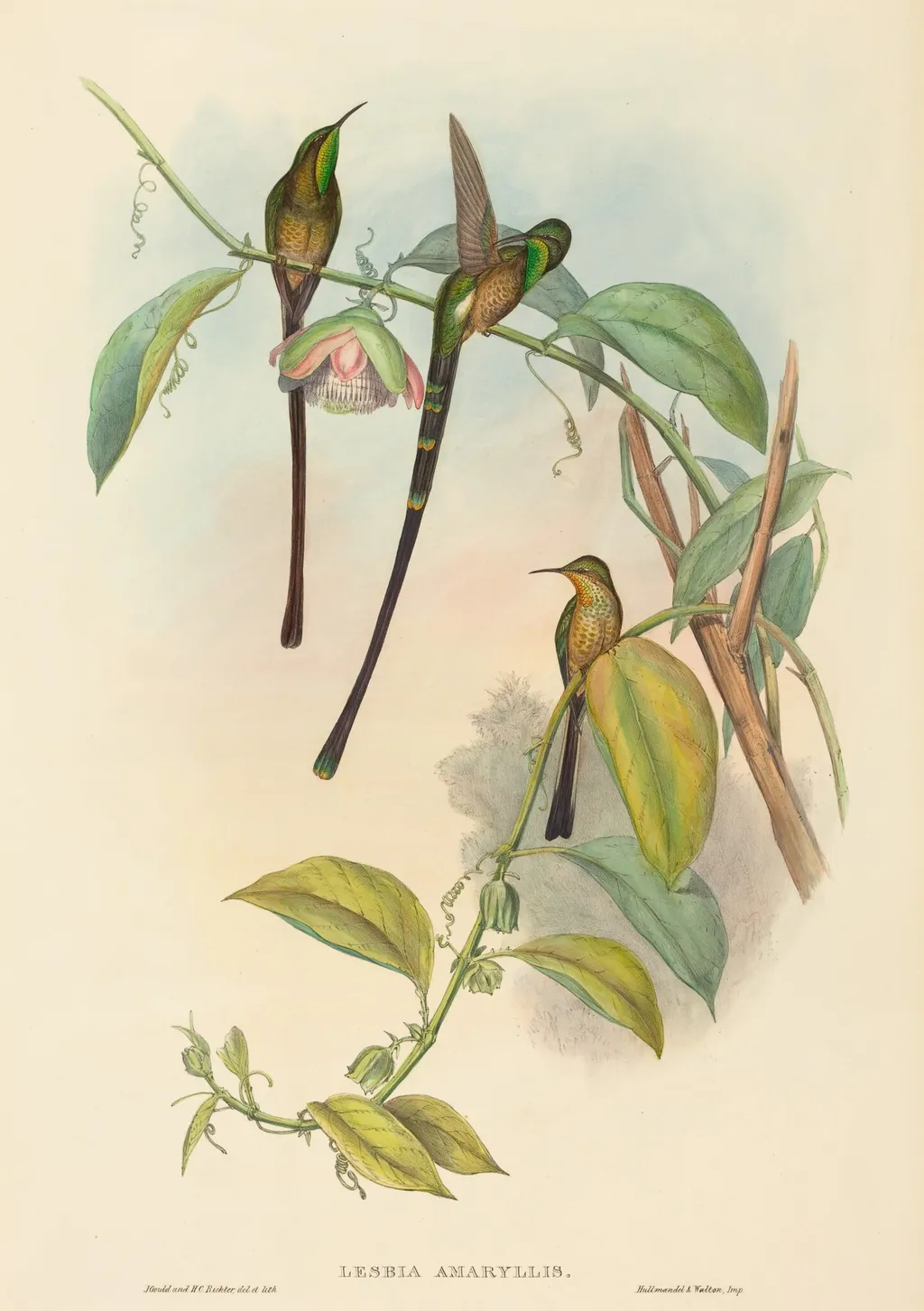 Lesbia Amaryllis, by John Gould, ink, 1842
