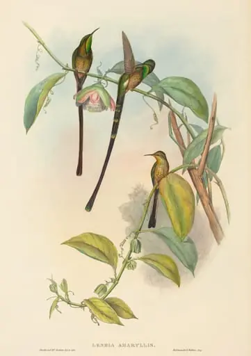 Lesbia Amaryllis, by John Gould