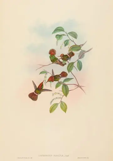 Lophornas reginae (Spangled Coquette), by John Gould