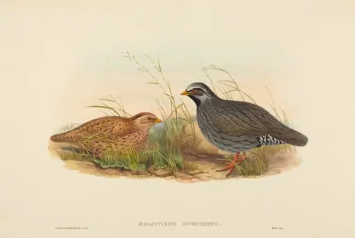 Malacoturnix superciliosus (Mountain Quail), by John Gould