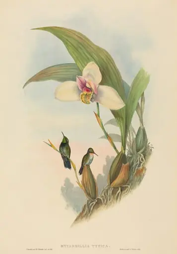 Myiabeillia typica (Abeille's Hummingbird), by John Gould