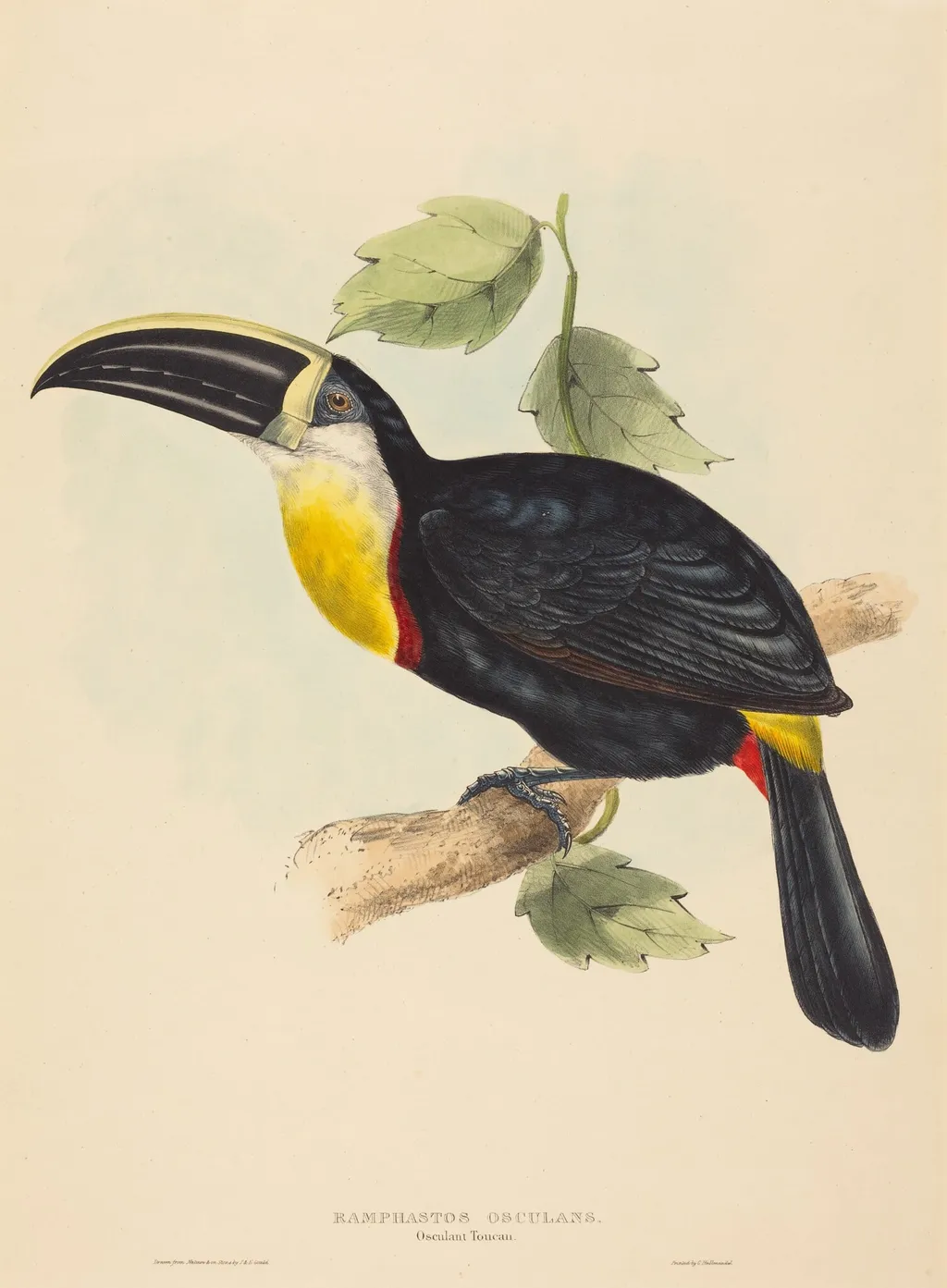 Osculant Toucan (Ramphastos osculans), by John Gould, ink, 1842